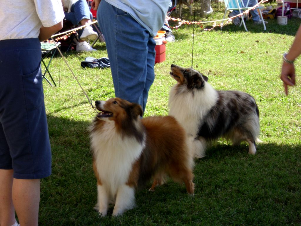 Breed Specific Group Class