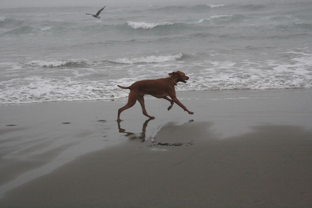 A picture of Bert, a sweet animal who i took to se