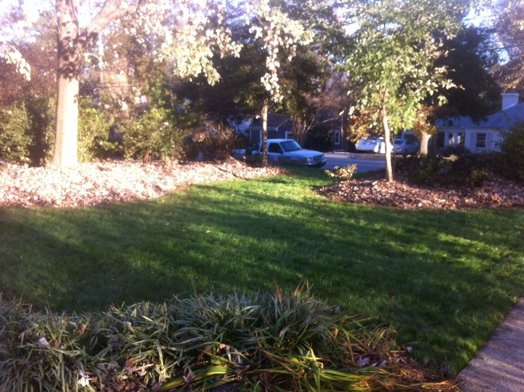 Leaf Clean up: After