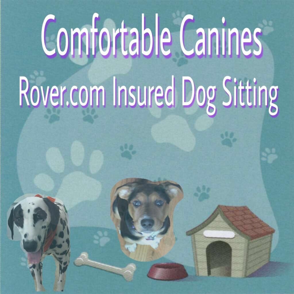 Comfortable Canines- Insured Dog Sitting