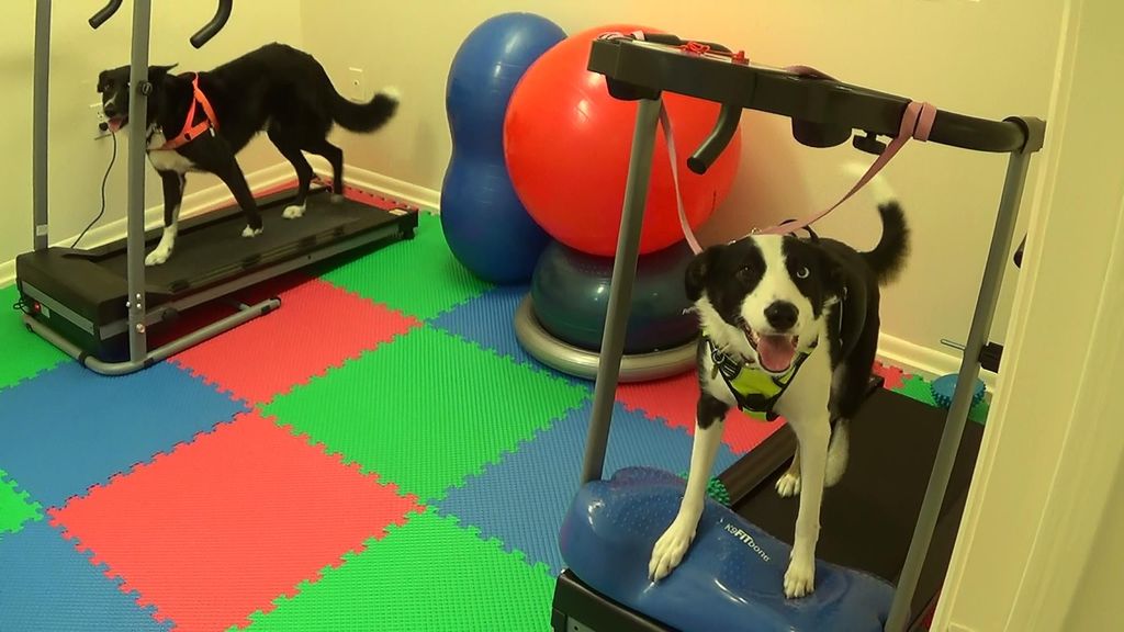 K9 Fitness Center & Treadmill Training