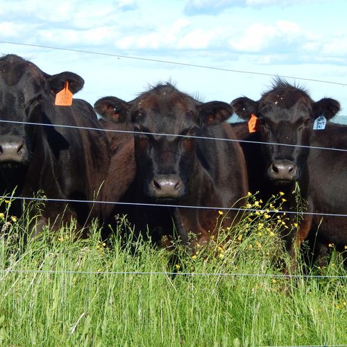 Highly refined, top-quality genetic breeding herd,