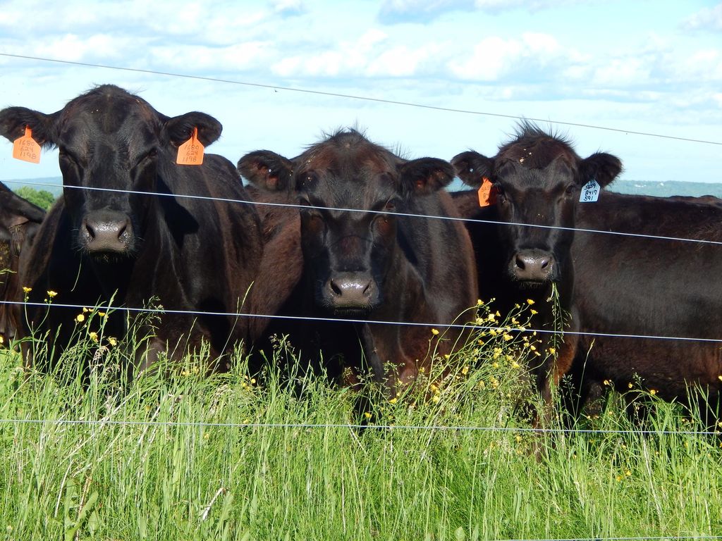 Highly refined, top-quality genetic breeding herd,