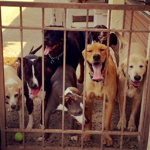 The Dirty Dogs Gang behind bars at last!