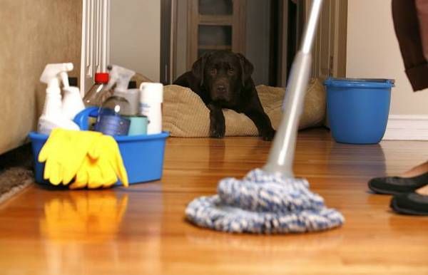 The dog know not to go on the floors untill they d