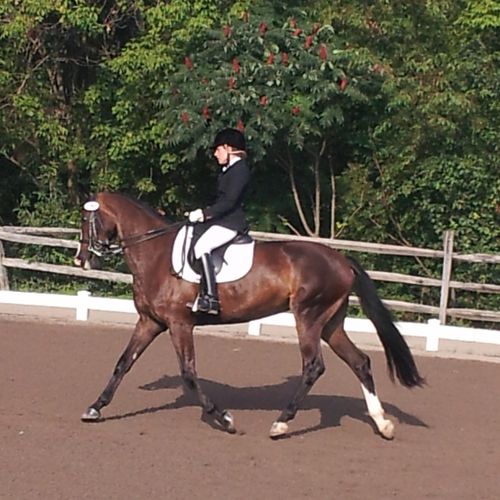 Going for my USDF Bronze medal in 2012