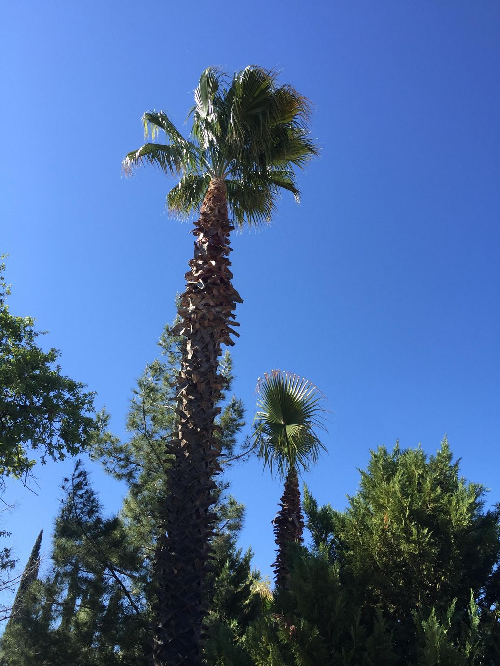 THIS ITS AFTER TRIMM