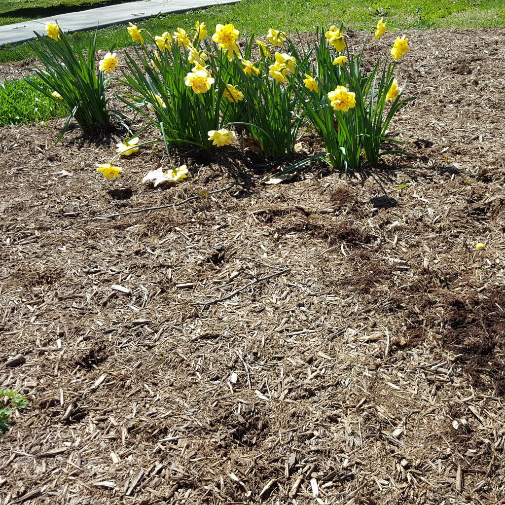 S&D Landscape & Home Repair