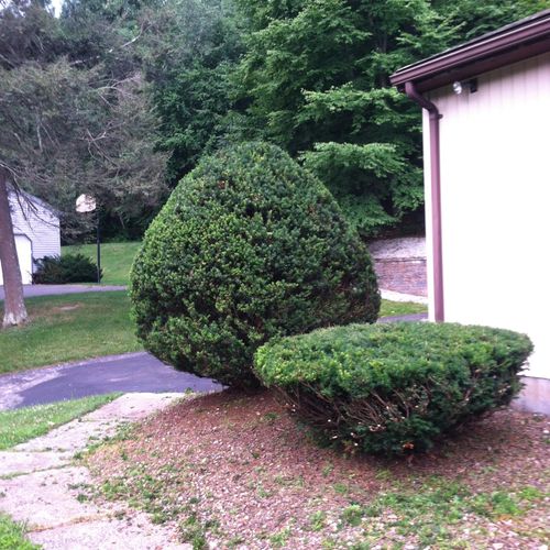 Trimmed and shaped bushes