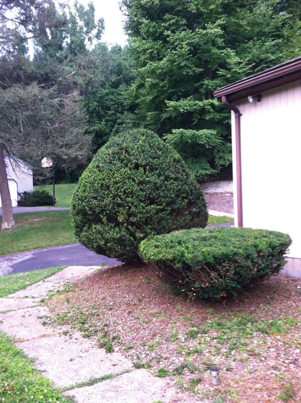 Trimmed and shaped bushes