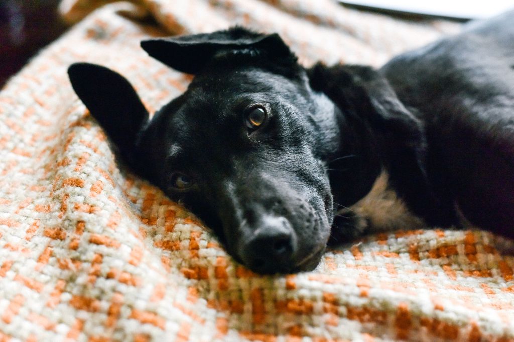 Lucy