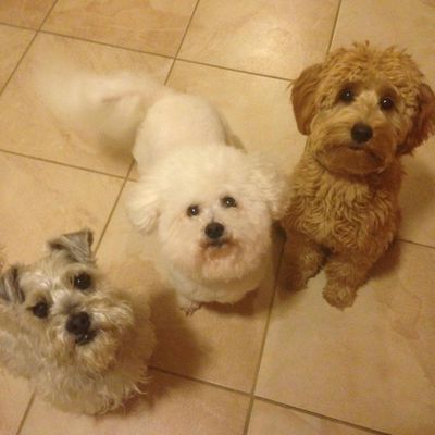 k9 behaviorist near me