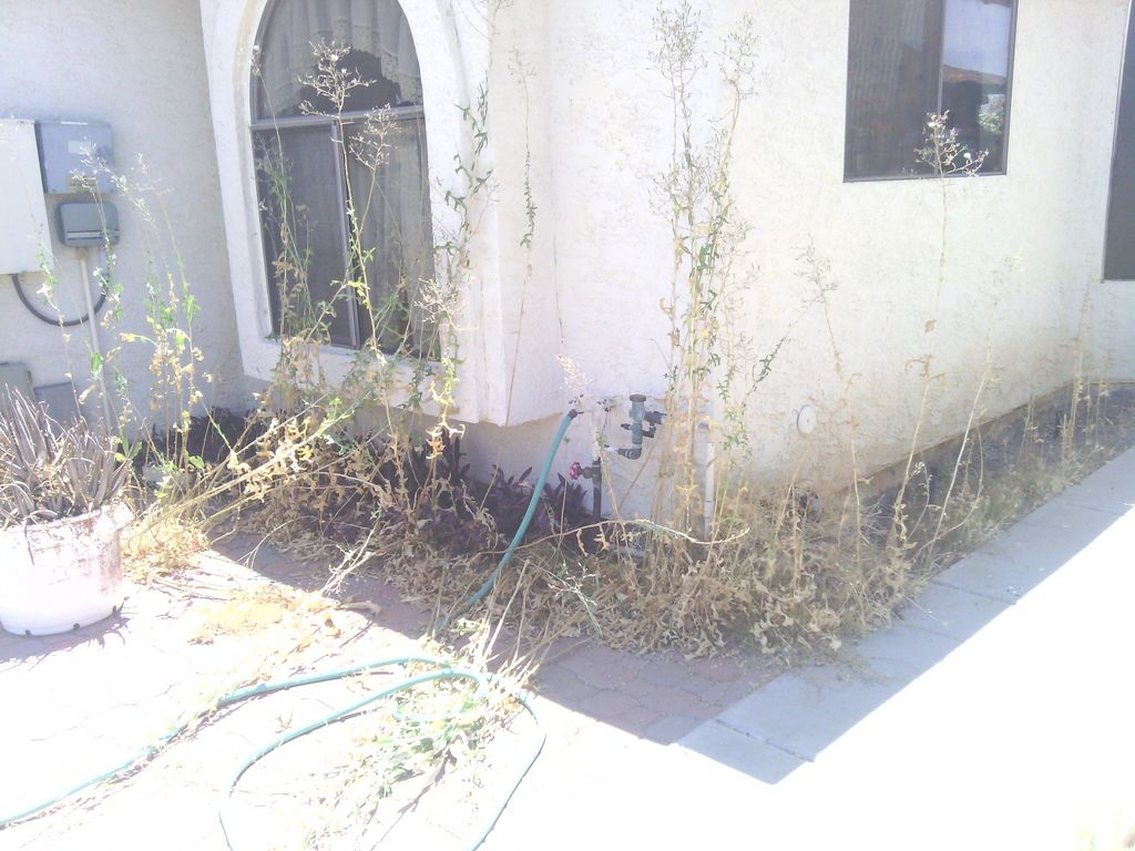 before picture of a deep clean up- front yard