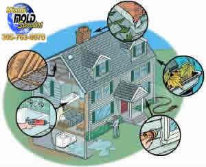 Common Places Our Miami Mold Experts typically che