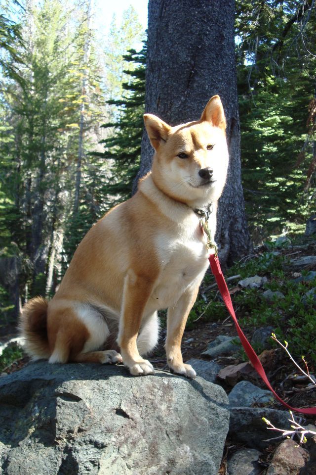 My dog Yuki at one of our favorite campsites.