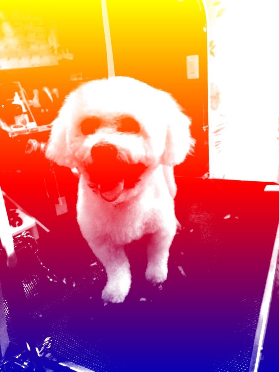 Lots O' Paws Dog Grooming Front Royal, VA Thumbtack