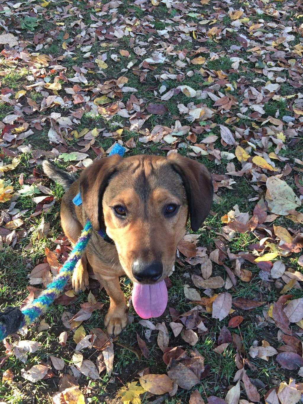 This is Leo from the Media, Pa SPCA. He used to ju