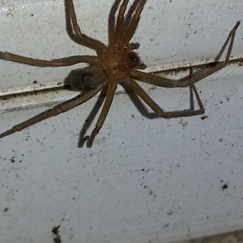 This is a brown recluse (be very careful ,extremel