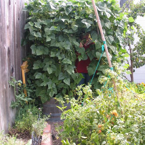 My Garden: Green Bean Canopy, tomatoes in foregrou