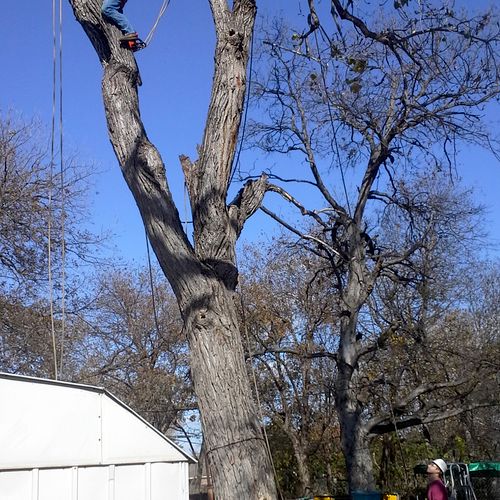 Live Cottonwood Tree Removal  in Grand Prairie, T