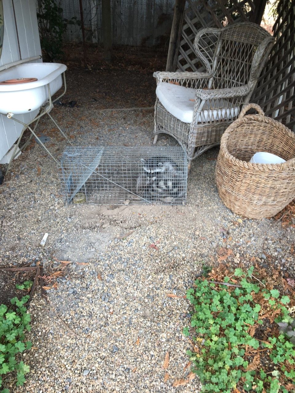 Raccoon that was tearing up a lawn in Sonoma 
