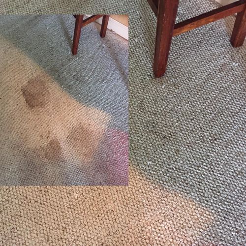 Before/after pet urine stain removal.