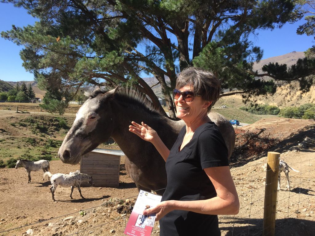 A horse friend in New Zealand