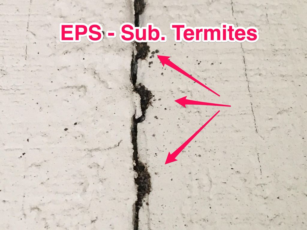 termite found at a recent house