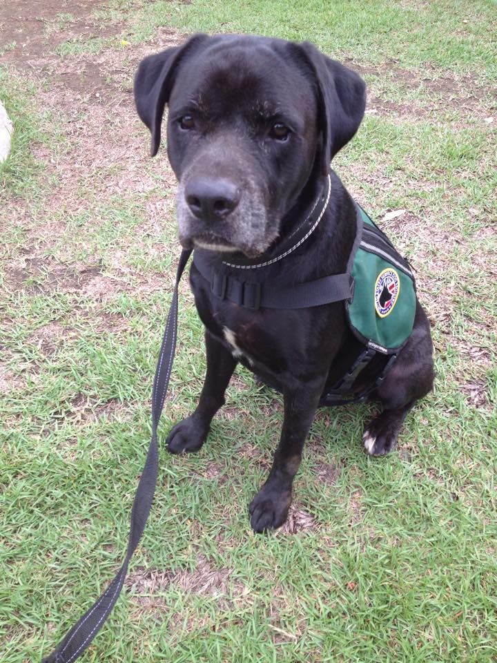 Service Dog