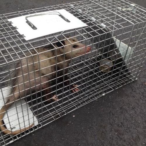Opossum trapping