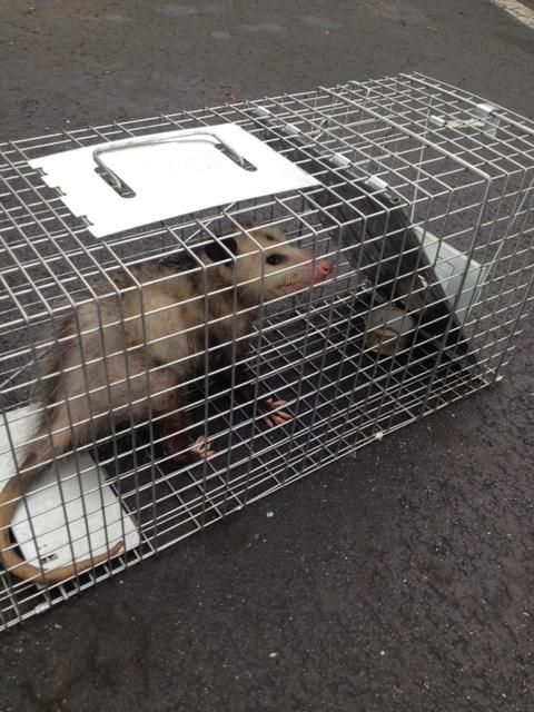 Opossum trapping