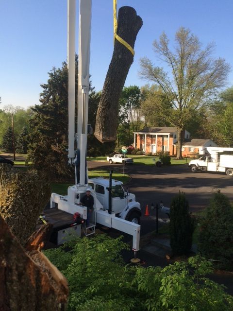 Tree Removal Service