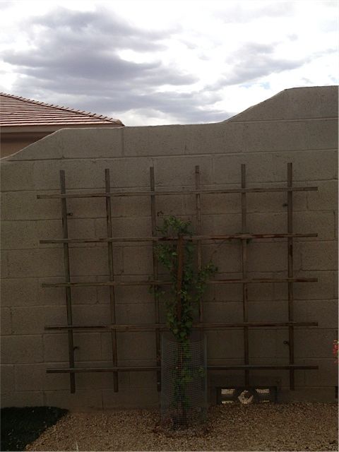 Trellis I welded together