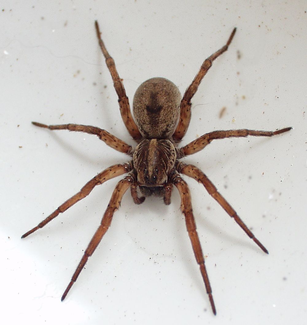 No one likes spiders, but as we all know, Oklahoma