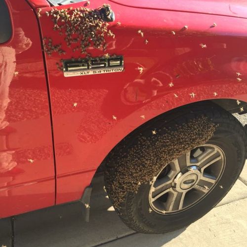Bees on our truck?  Big mistake bees!