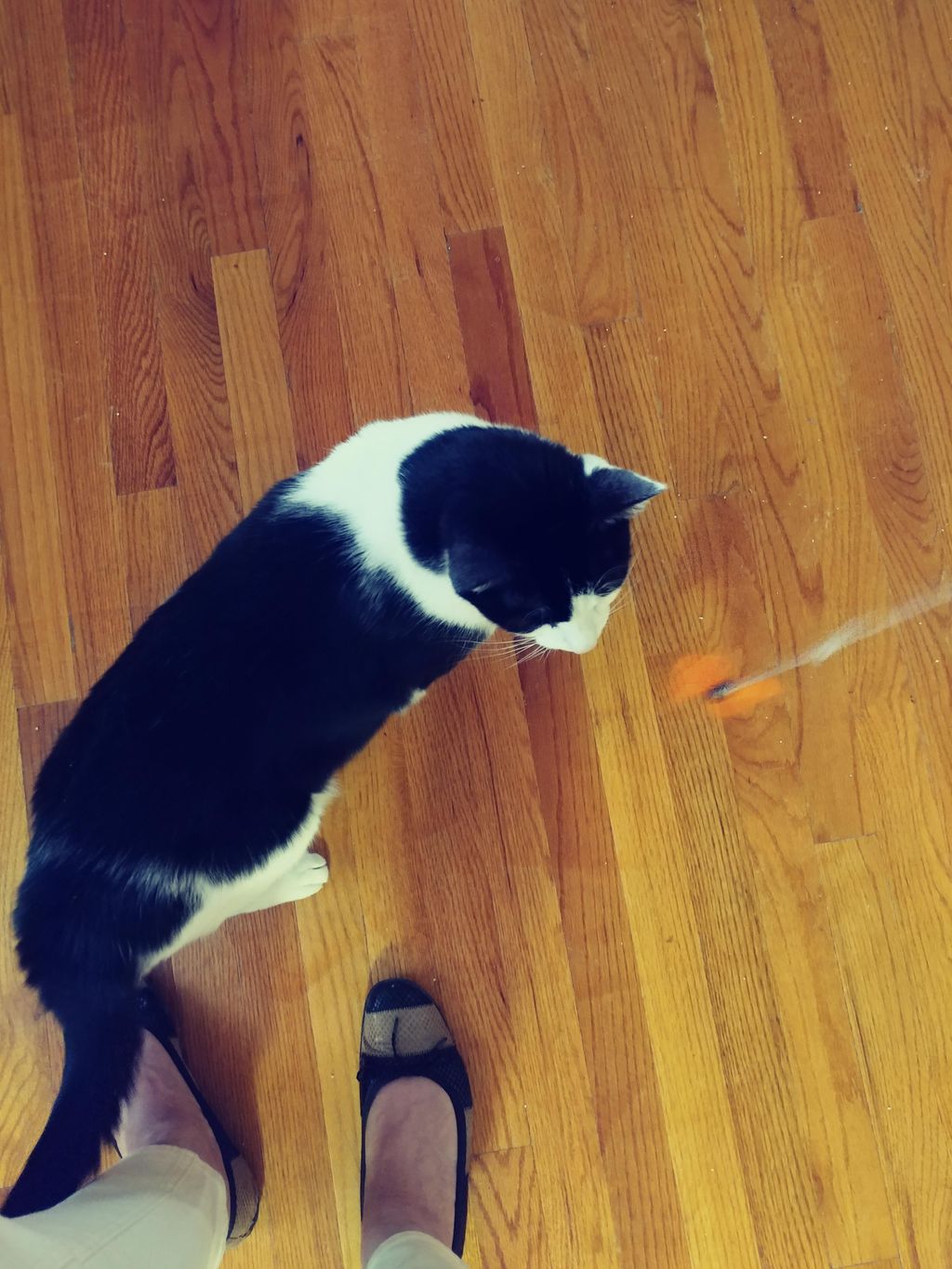 playing with Lily