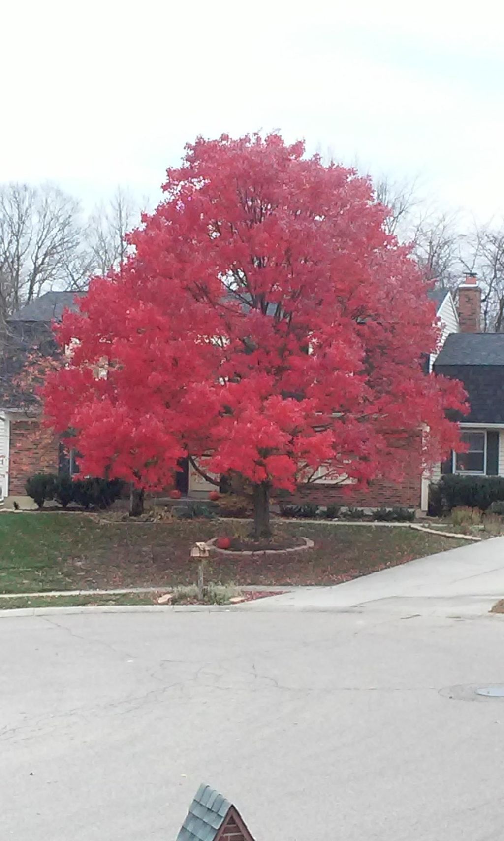 Red Oak Tree and Landscape