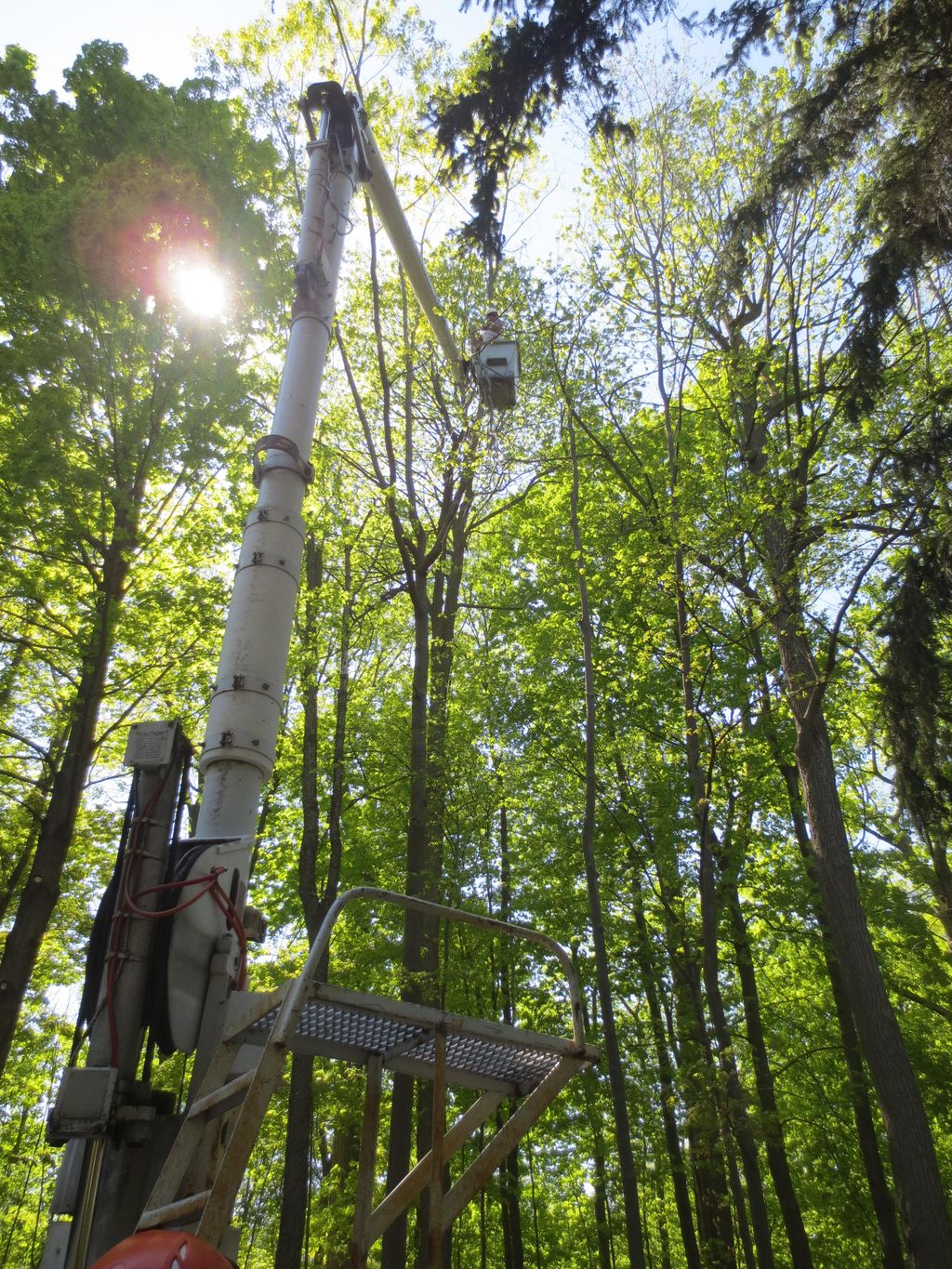 Our 62 foot Aerial Bucket Truck Trimming Tall Tree