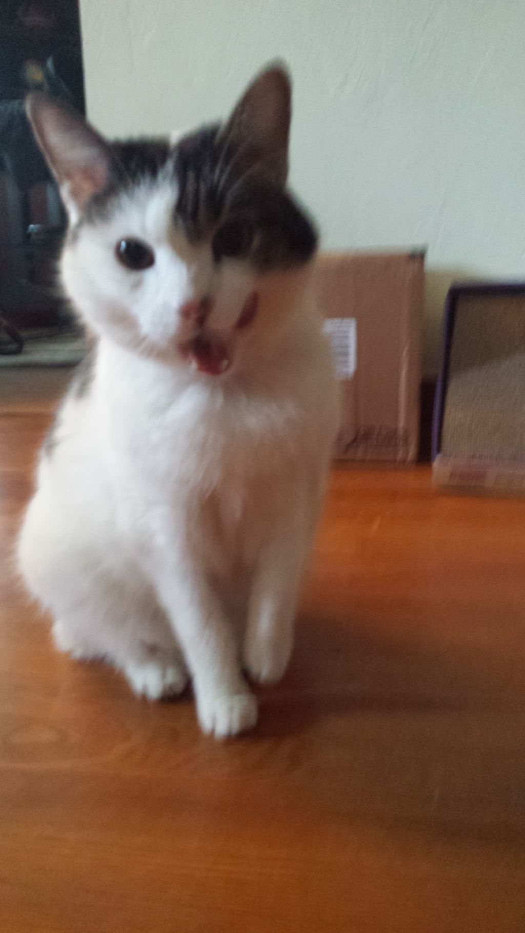 11 year old Jerry. Eating great while mom's gone!