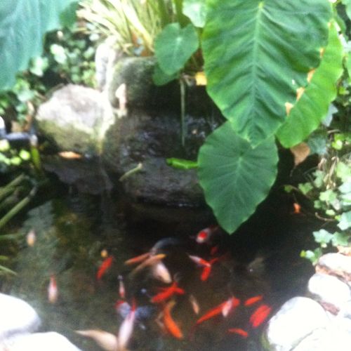My Goldfish- Pond 1