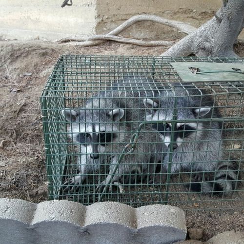 Two Raccoons in One Trap