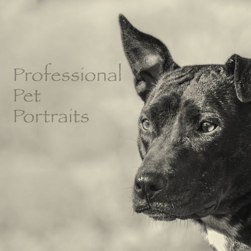Professional Pet Portraits