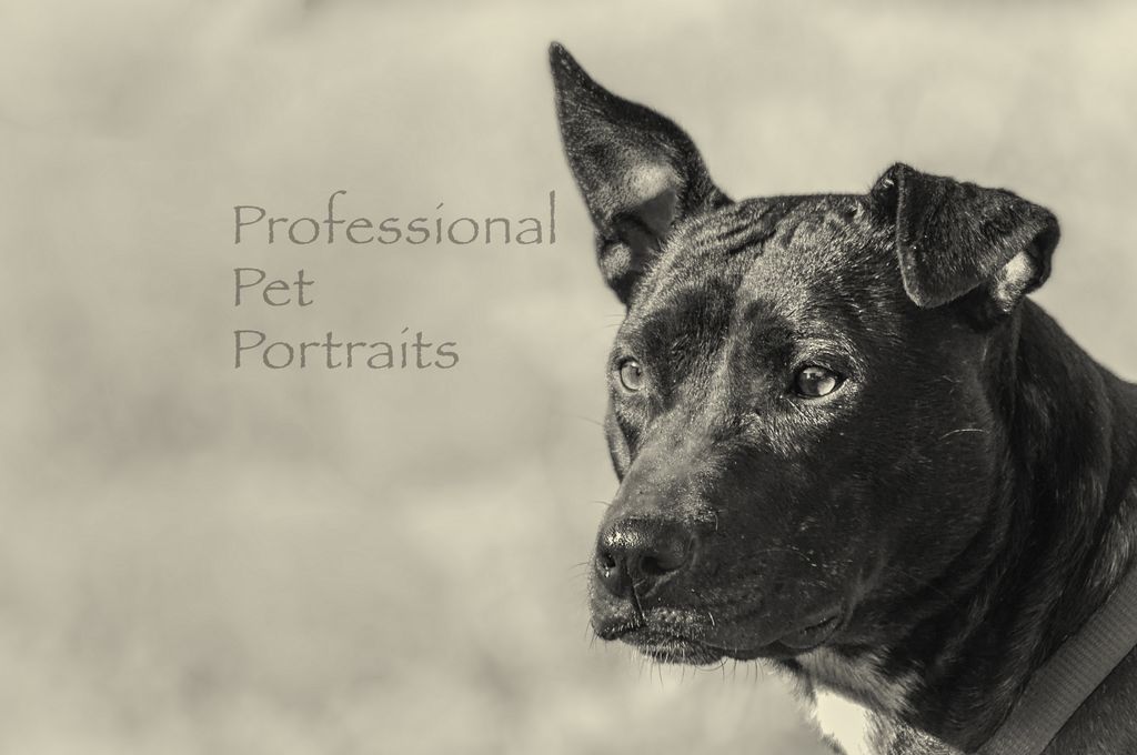 Professional Pet Portraits