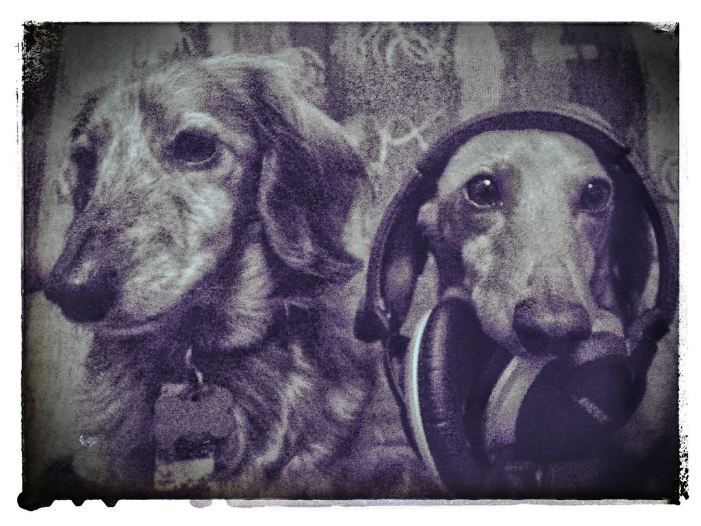 Music + Media is a division of Ankle Biter's Enter