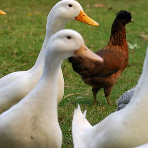 Stick Chasers Tree Service