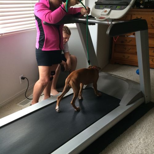 Treadmill training is a great addition to any of o