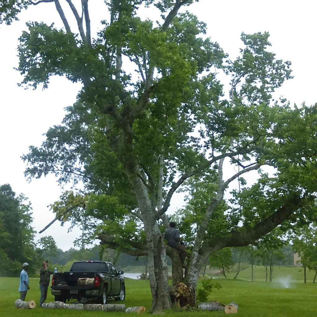 Thompson Tree Removal Services