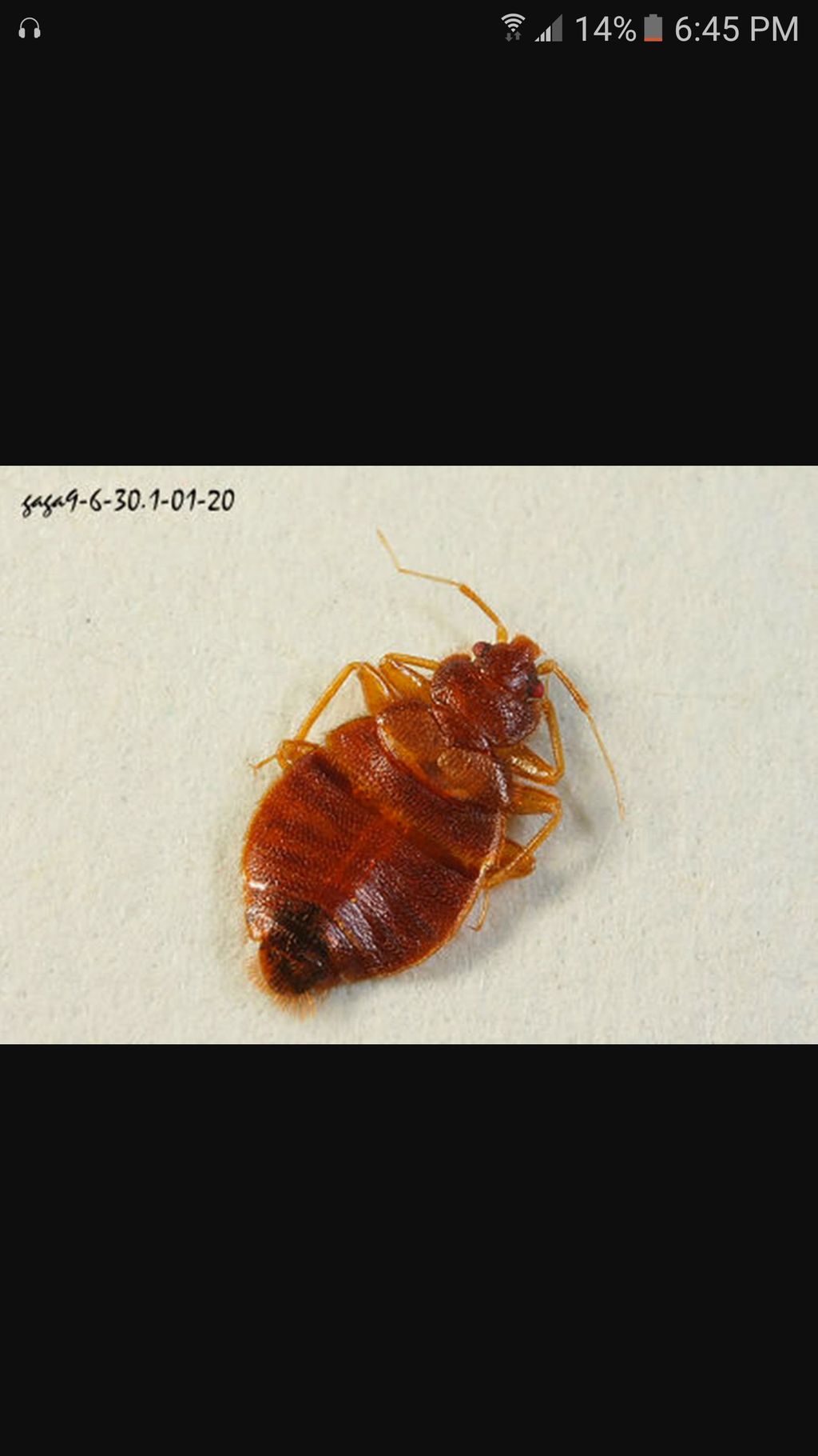 adult bed bug