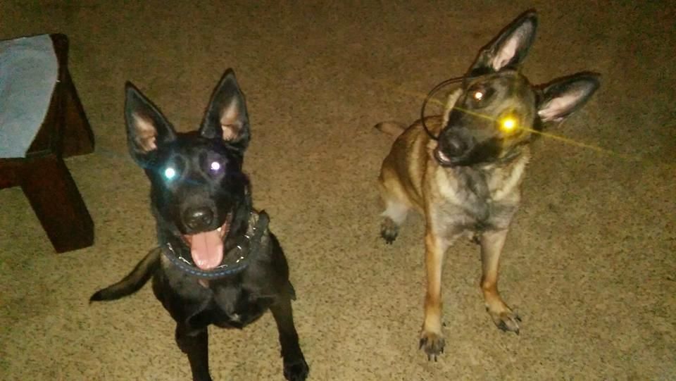 My two female Belgian Malinois, Left to right, Fri