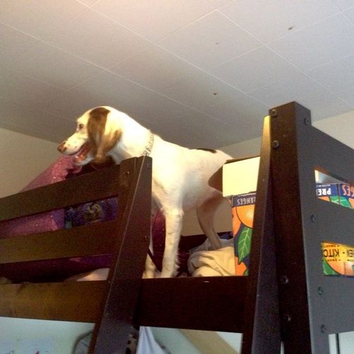 K9 Maggie searching a bunk bed for bed bugs
